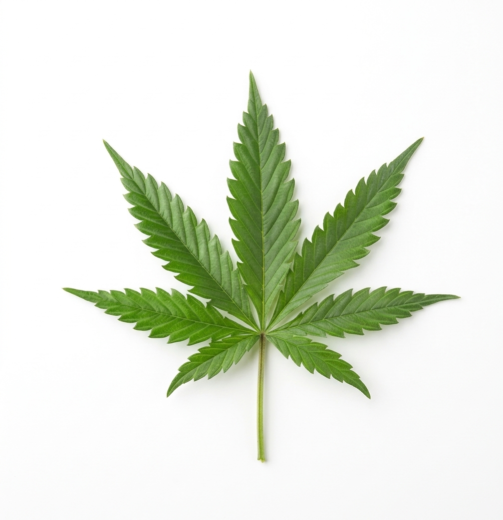Cannabis