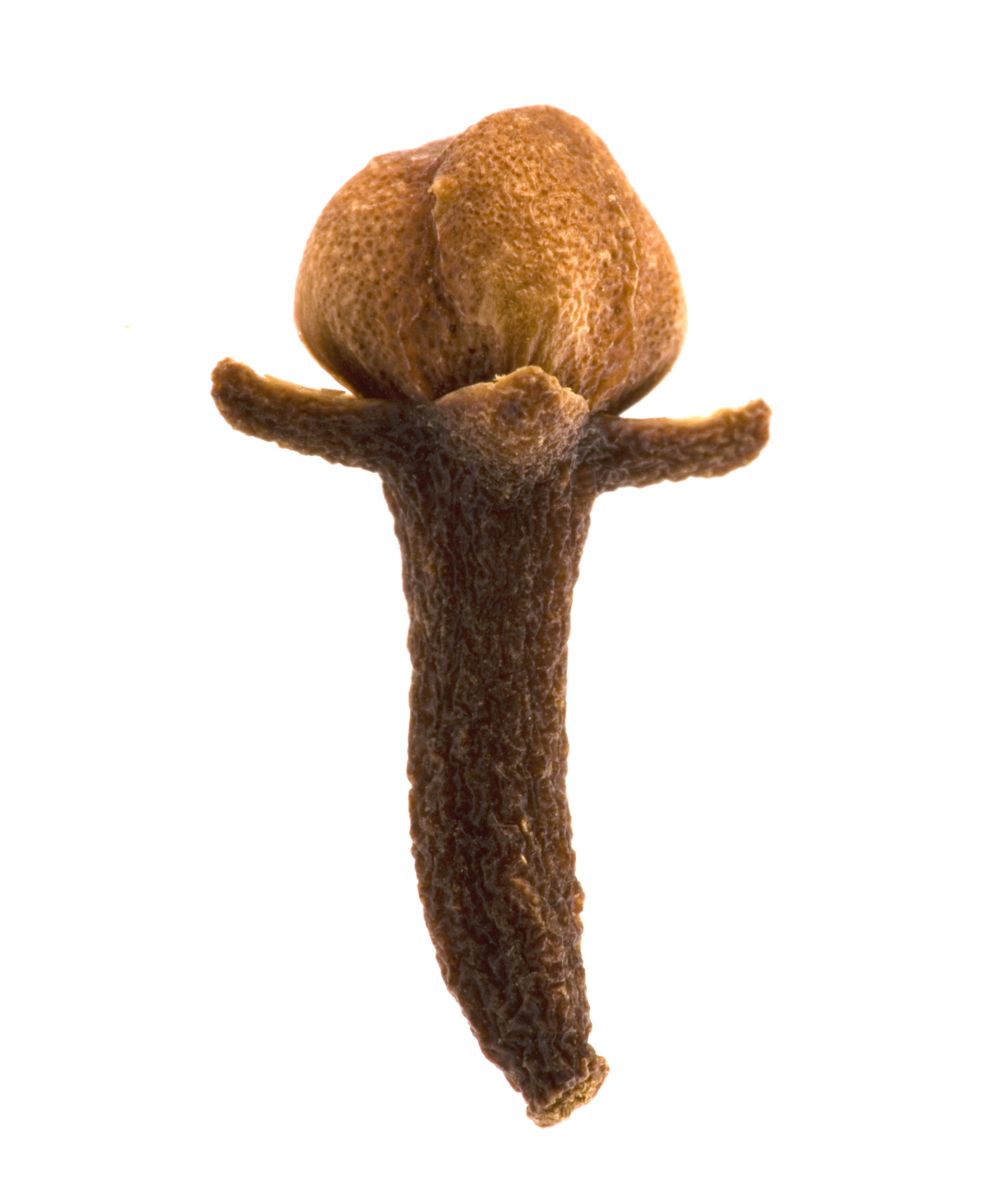 Clove