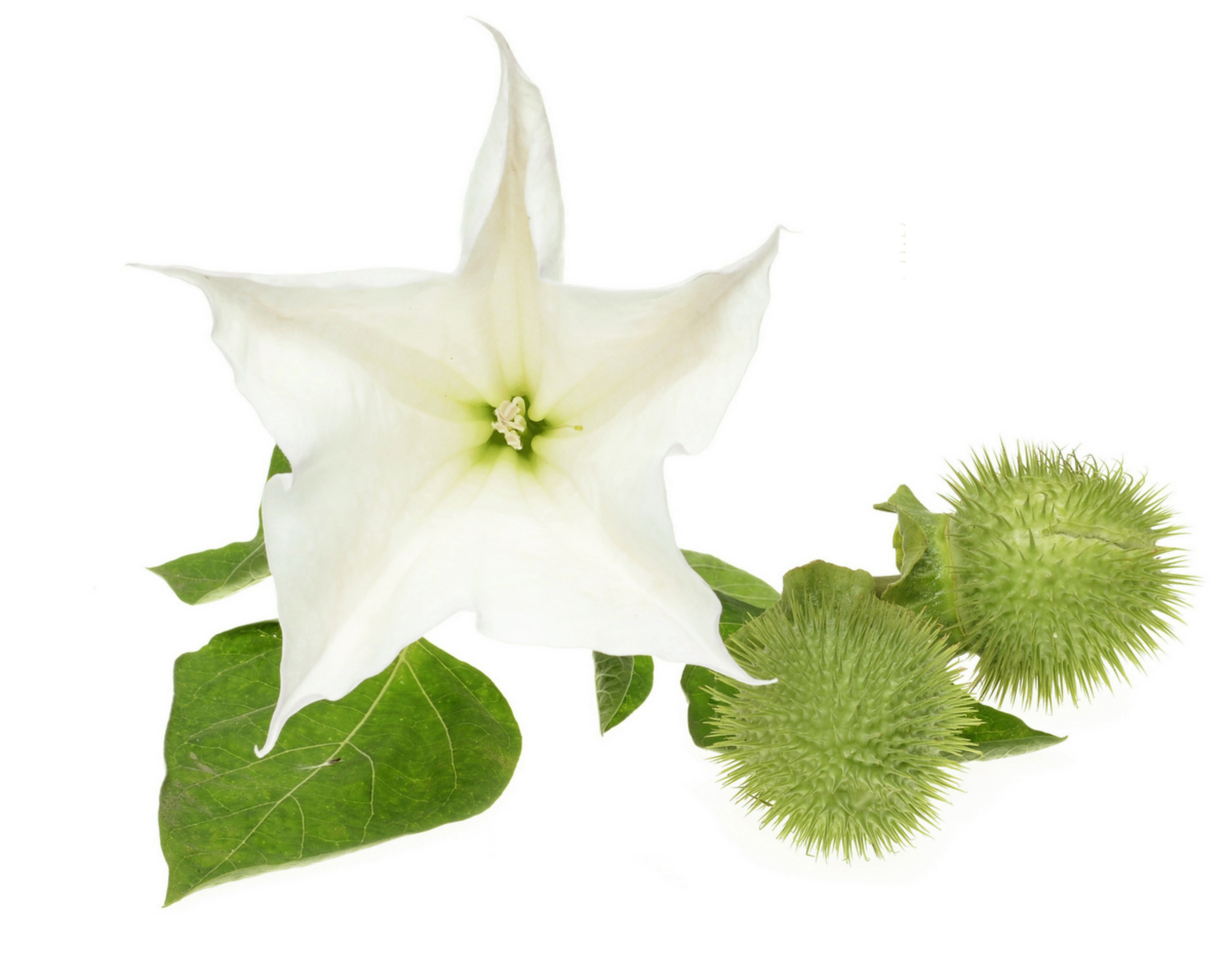 Datura