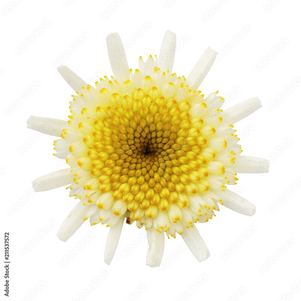 Feverfew
