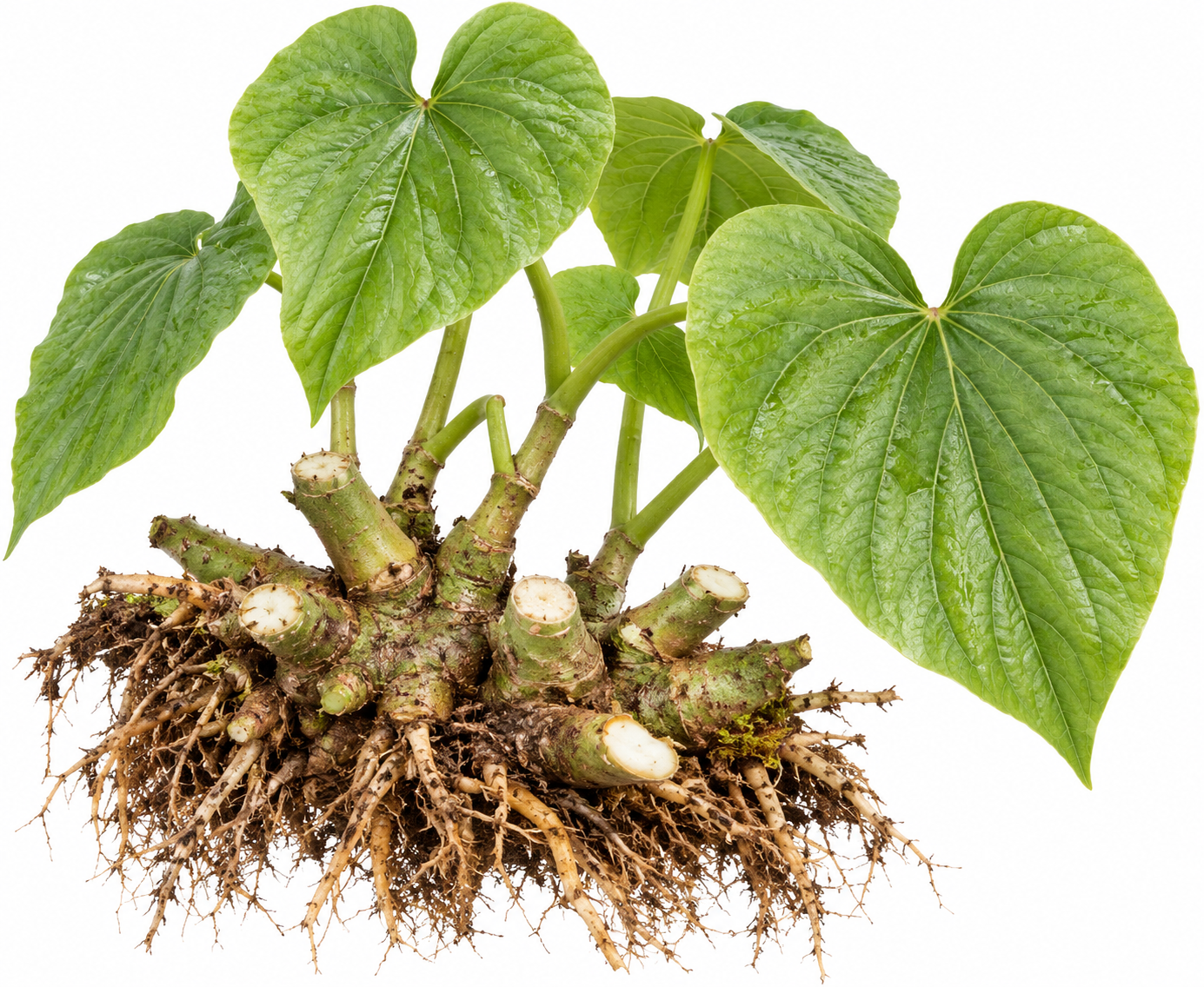 Kava