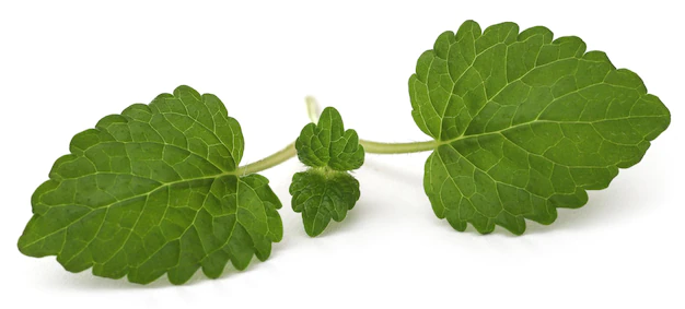 Lemon Balm