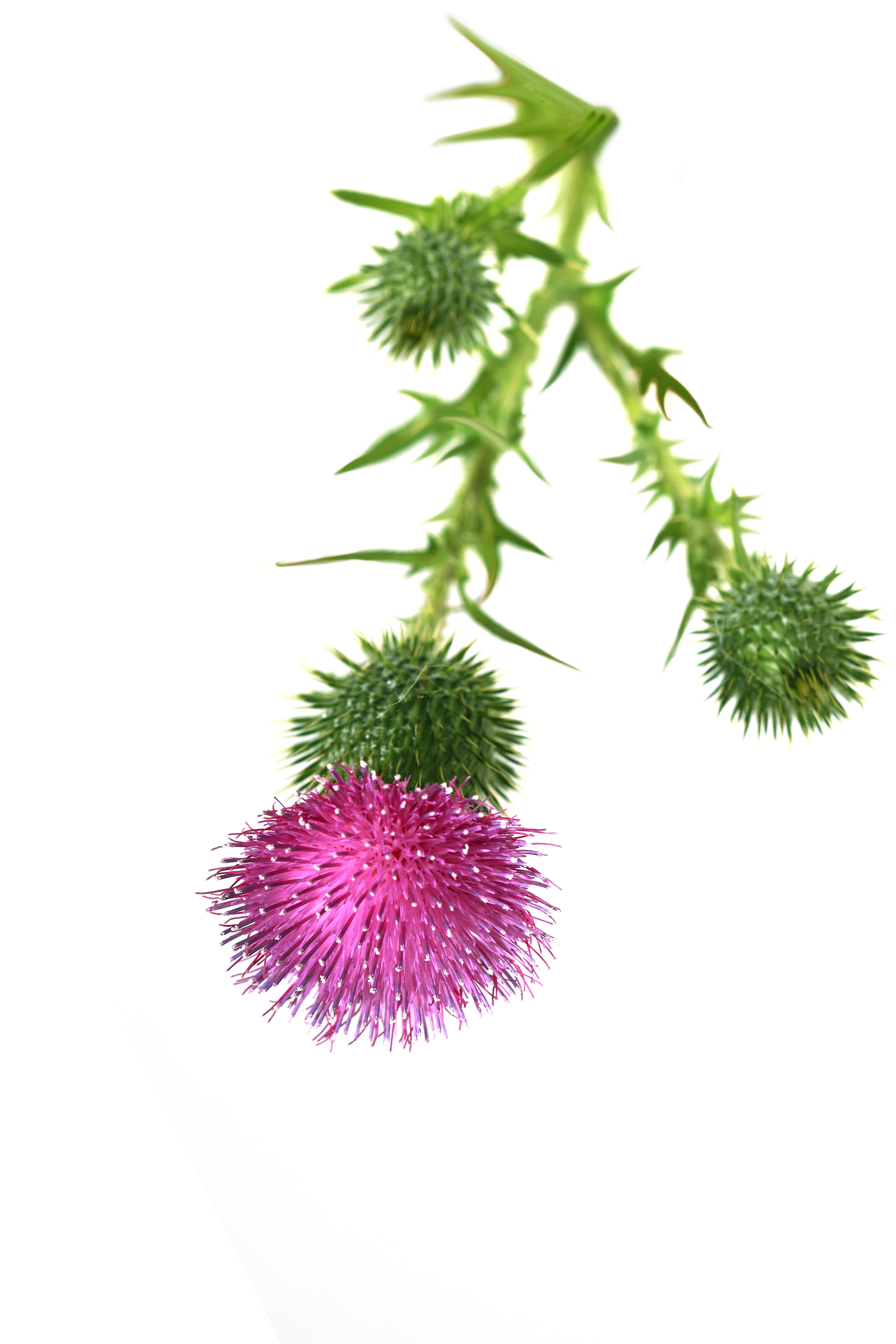Milk Thistle