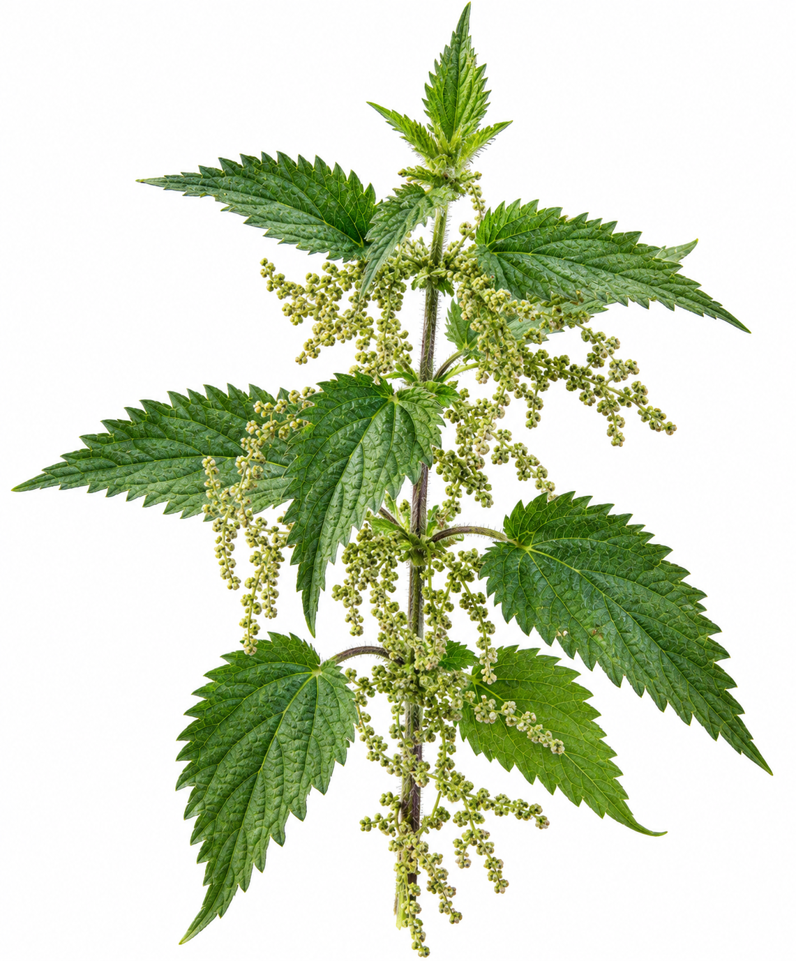 Nettle