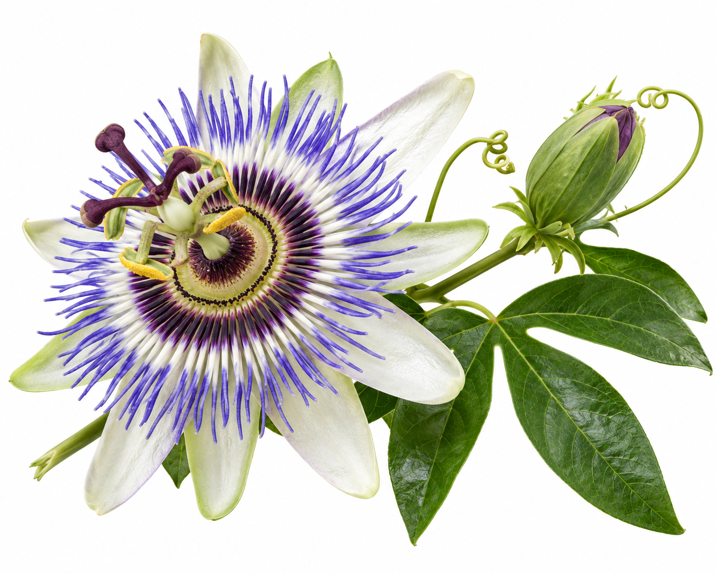 Passionflower
